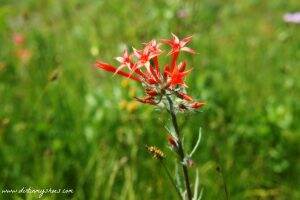 Willow Heights Wildflowers || Utah || Dirt In My Shoes