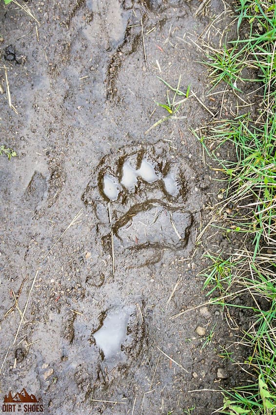 Bear Track || Yellowstone National Park || Dirt In My Shoes