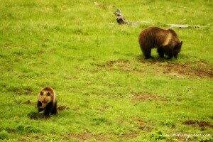 Grizzly Mom and Cub || Yellowstone National Park || Dirt In My Shoes