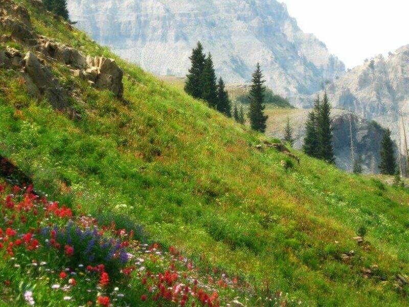 Timp trail sale