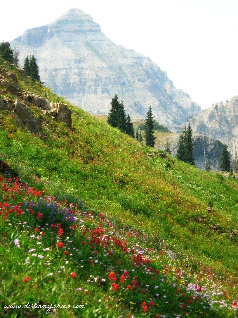 mount timpanogos summer