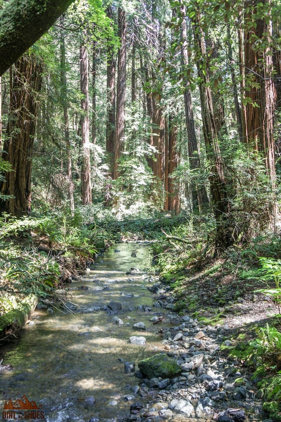 Redwood Creek || Muir Woods National Monument || Dirt In My Shoes