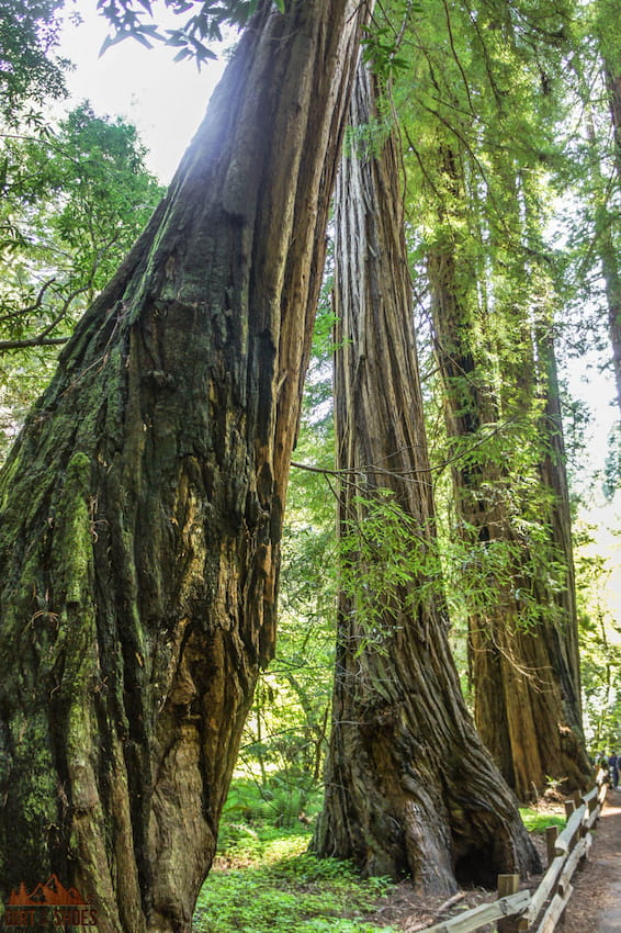 Redwood Trees || Muir Woods National Monument || Dirt In My Shoes