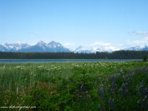 Wildflowers Along the Beach Trail || Glacier Bay National Park || Dirt In My Shoes