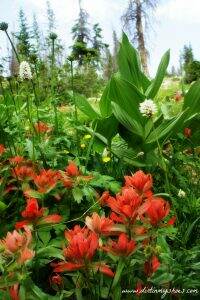 Wildflowers Along the Ruth Lake Trail || Utah || Dirt In My Shoes