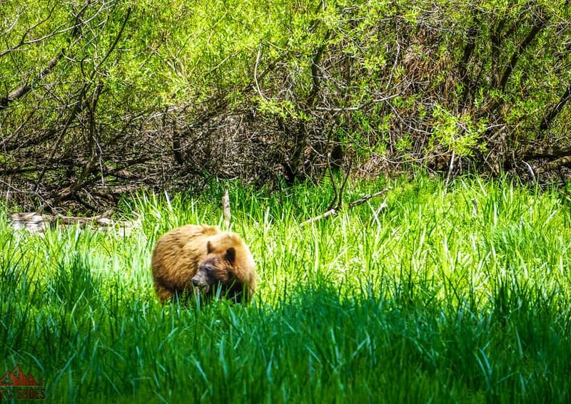 Bear in Sequoia National Park || What to Do if you See a Bear || Dirt In My Shoes