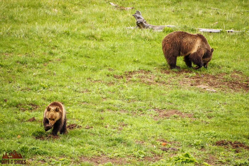 Grizzly Bears || Yellowstone National Park || Dirt In My Shoes