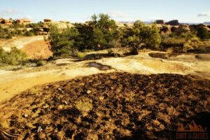 Biological Soil Crust || Canyonlands National Park || Dirt In My Shoes