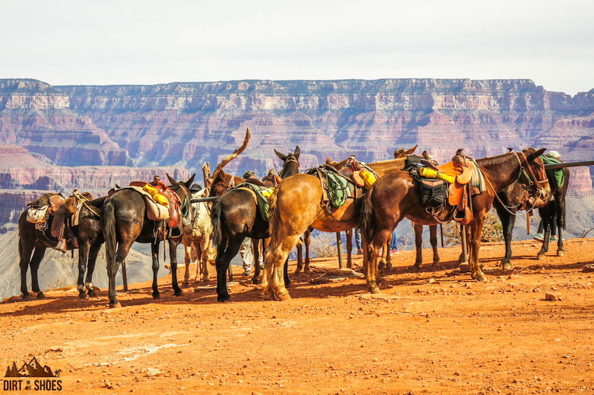 Cedar Ridge Mules || Grand Canyon National Park || Dirt In My Shoes