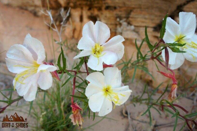 Flowers along the Observation Point Trail || Zion National Park || Dirt In My Shoes