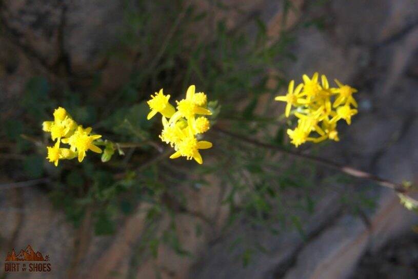 Flowers along the Observation Point Trail || Zion National Park || Dirt In My Shoes