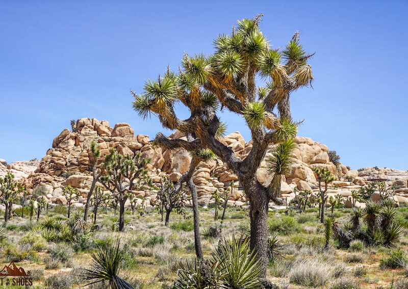 Barker Dam || 10 Things You Can't Miss at Joshua Tree || Dirt In My Shoes