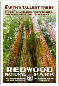 Redwood National Park Poster || Rob Decker