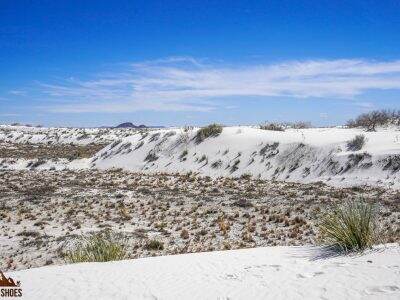 Dune Life Nature Trail in White Sands National Park || Dirt In My Shoes
