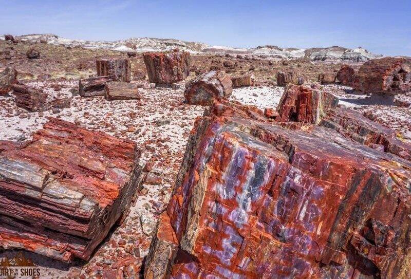 8 Things You Can't Miss On Your First Visit to Petrified Forest