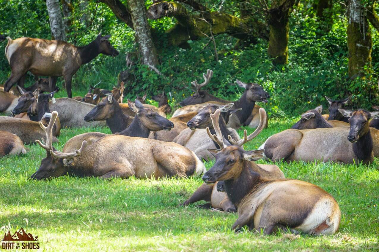 10 Things You Can't Miss On Your First Visit to the Redwoods