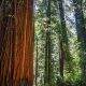 Tall Trees Trail || Redwood National Park || Dirt In My Shoes