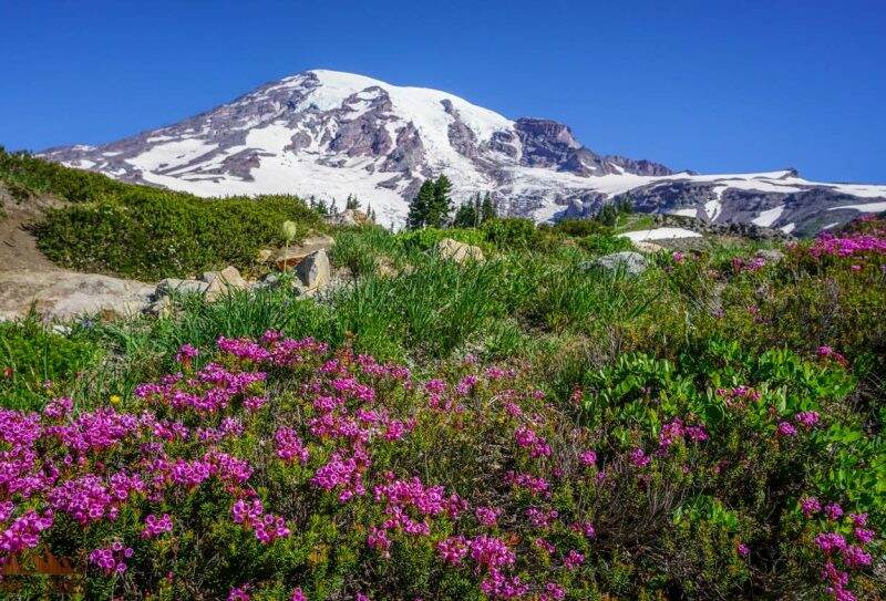 10 Things You Can't Miss On Your First Visit to Mount Rainier - Dirt In My  Shoes
