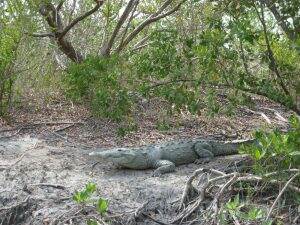 Crocodile || Everglades National Park || NPS Photo