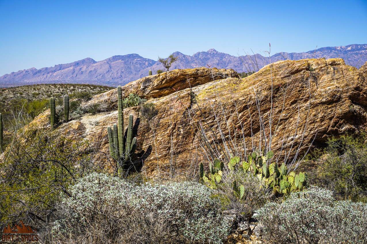 5 Things You Can't Miss On Your First Visit to Saguaro - Page 2 of 3