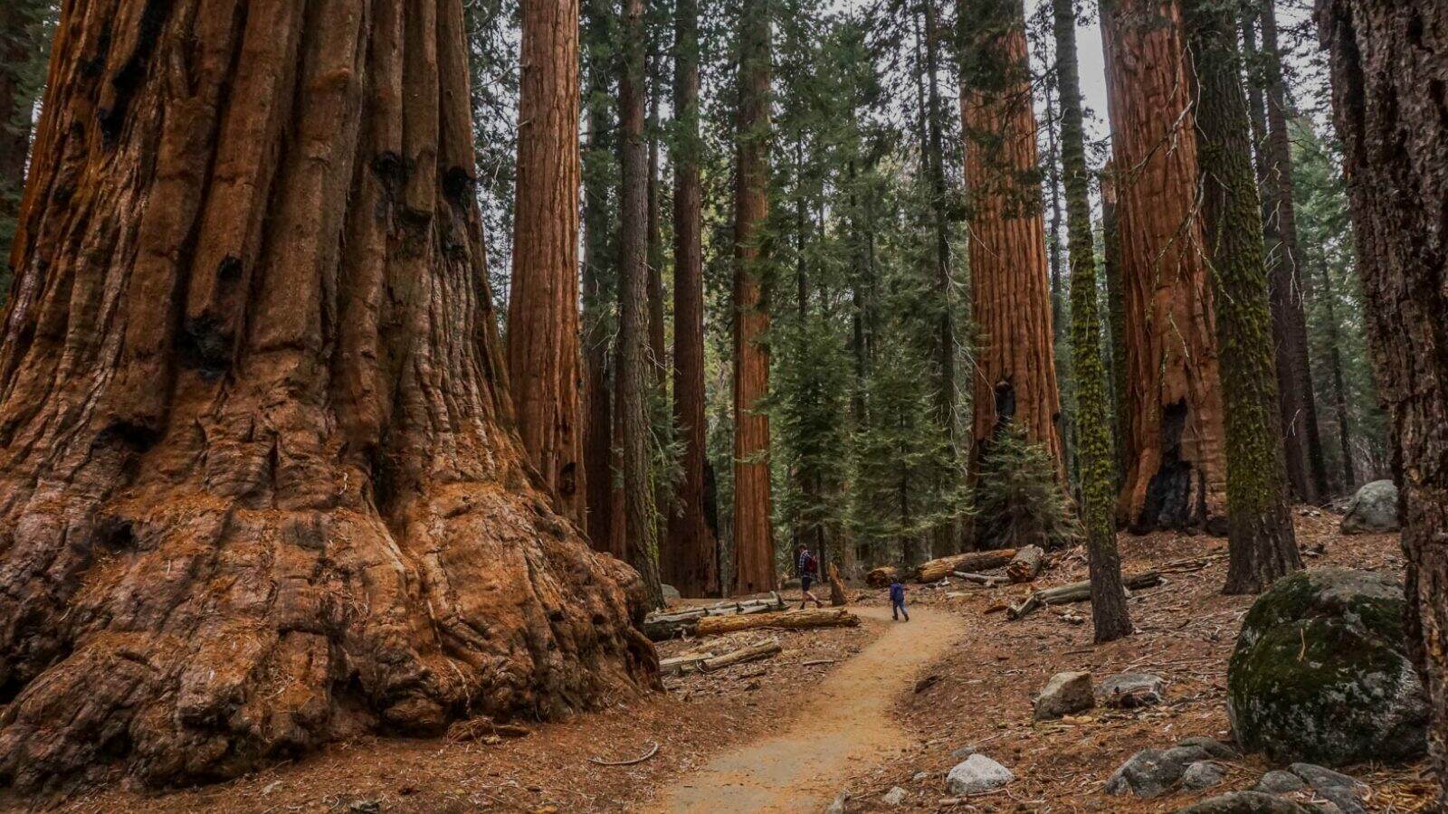 Congress Trail || Sequoia National Park || Dirt In My Shoes