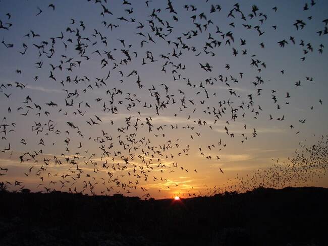 Bat Flight || Carlsbad Caverns National Park || NPS Photo Nick Hristov