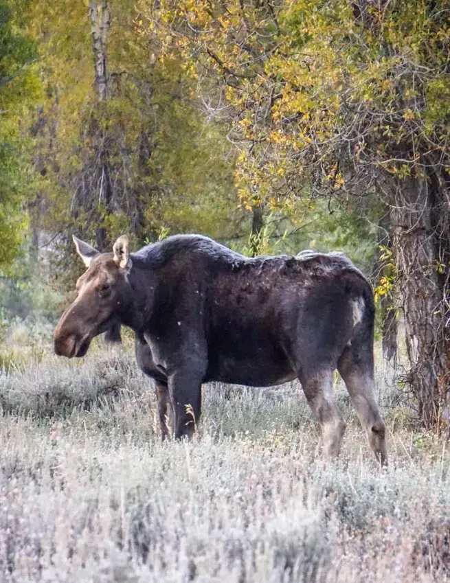 Moose || Grand Teton Itinerary || Dirt In My Shoes