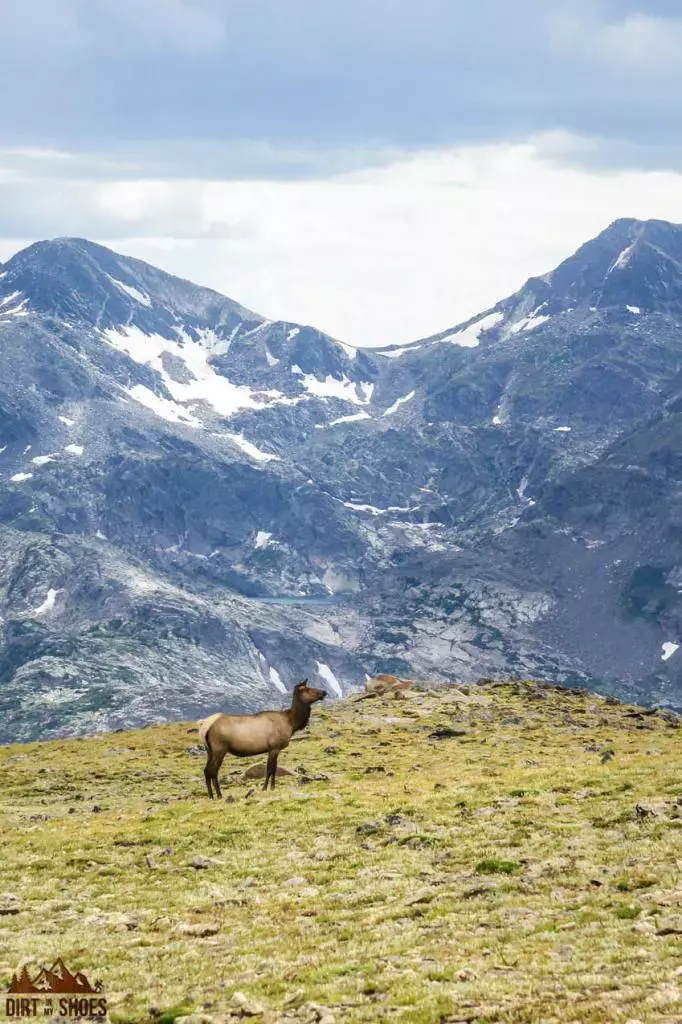 Elk || Rocky Mountain Itinerary || Dirt In My Shoes