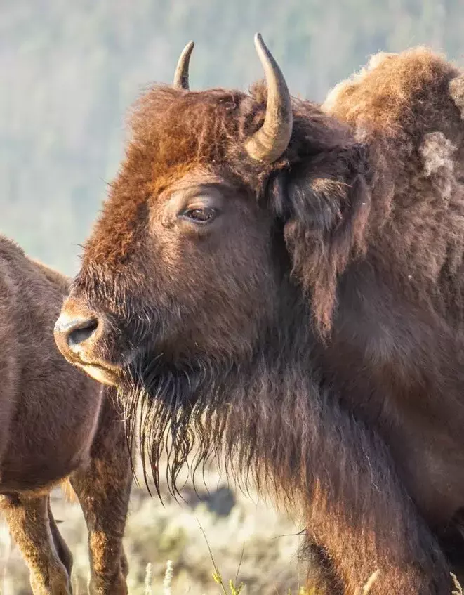 Buffalo in Lamar Valley || Yellowstone Itinerary || Dirt In My Shoes