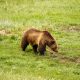 Bear Safety || Yellowstone National Park || Dirt In My Shoes