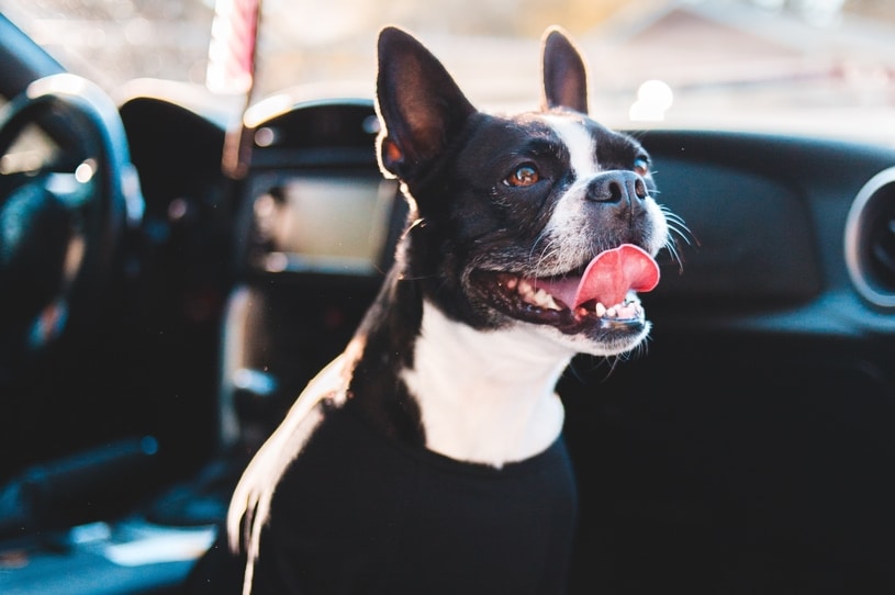 Dog-Friendly Yellowstone Activities