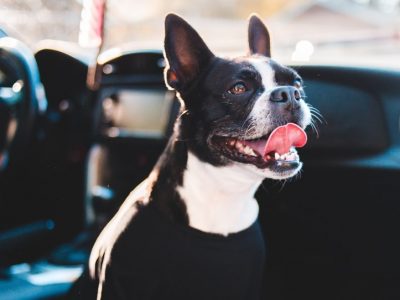 Is Yellowstone National Park Dog-Friendly? || Dirt In My Shoes