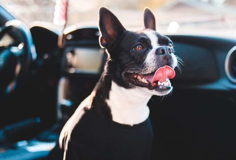 Is Yellowstone National Park DogFriendly? Dirt In My Shoes