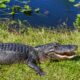 Shark Valley Alligator || Everglades National Park || Dirt In My Shoes