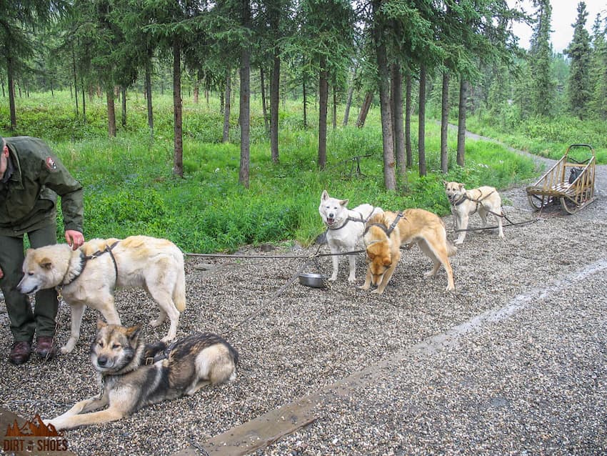 Sled Dog Kennel || Denali National Park || Dirt In My Shoes