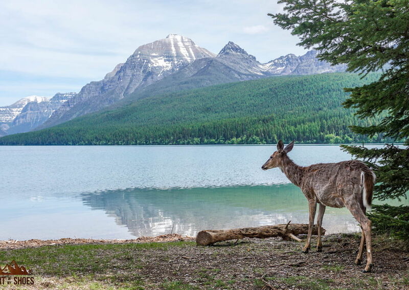 How Many Day Should I Spend in Glacier National Park || Dirt In My Shoes