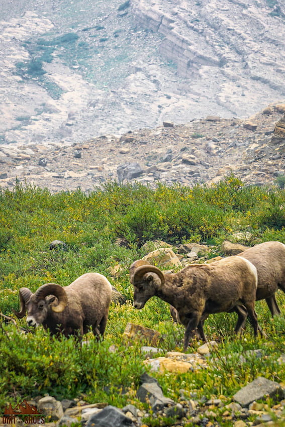 Bighorn Sheep || How Many Days Should I Spend in Glacier || Dirt In My Shoes