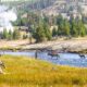 Elk || Yellowstone Insider Tips || Dirt In My Shoes