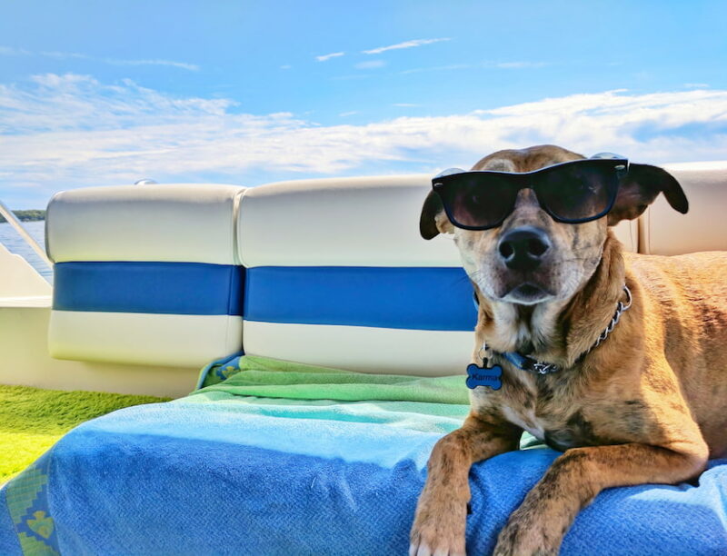 Is Everglades National Park Dog-Friendly? - Dirt In My Shoes Is Everglades National Park Dog-Friendly? - Dirt In My Shoes