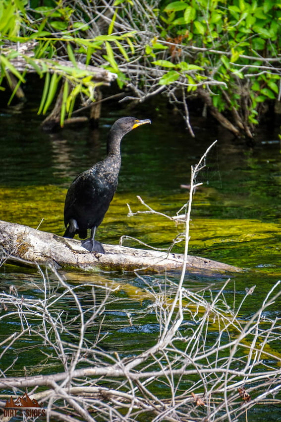 Is Everglades National Park Dog-Friendly? - Dirt In My Shoes Is Everglades National Park Dog-Friendly? - Dirt In My Shoes