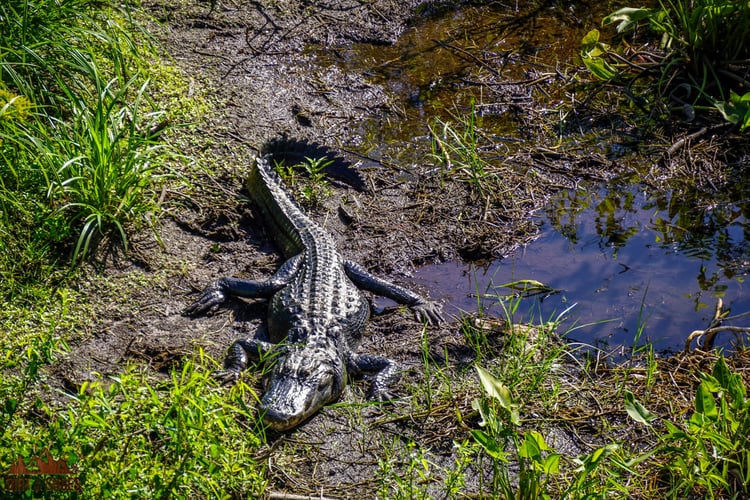 Is Everglades National Park Dog-Friendly? - Dirt In My Shoes