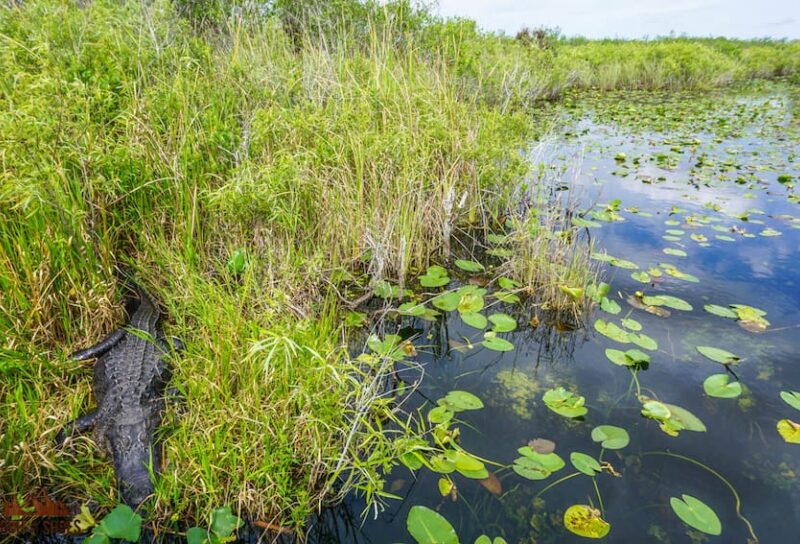 What Airport Is Closest To Everglades National Park www.dirtinmyshoes.com
