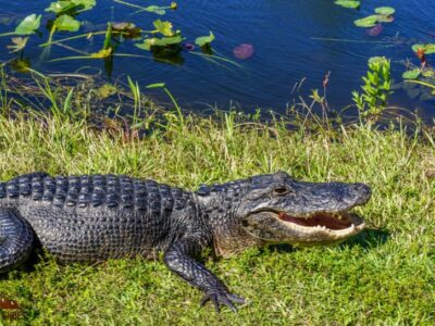 Alligator with mouth open || Everglades Fun Facts || Exploring the National Parks Podcast