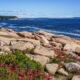 Ocean Path | How Many Days Should I Spend in Acadia | Dirt In My Shoes