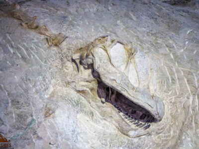 Dinosaur Quarry Exhibit Hall || Fossils in the Parks || Exploring the National Parks Podcast