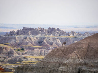 Badlands Big Horn Sheep || Badlands Fun Facts || Exploring the National Parks Podcast