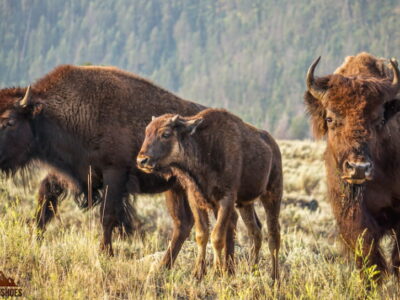 Yellowstone Lamar Valley Buffalo || Stupid National Park Behavior || Exploring the National Parks Podcast