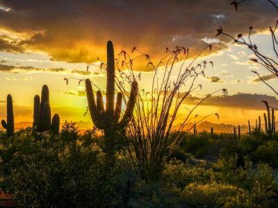 Saguaro Red Hills Visitor Center || National Park Foods (Part 2) || Exploring the National Parks Podcast