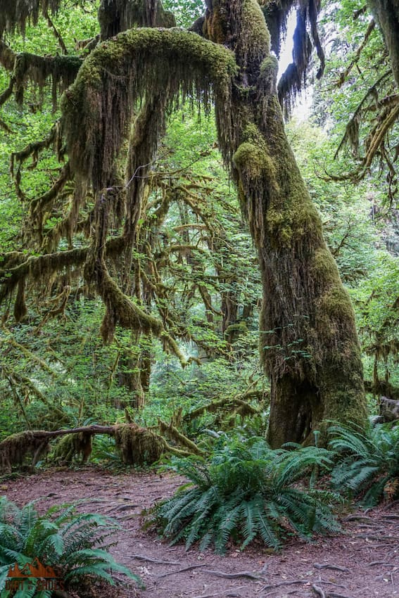 The Best Time to Visit Olympic National Park Dirt In My Shoes
