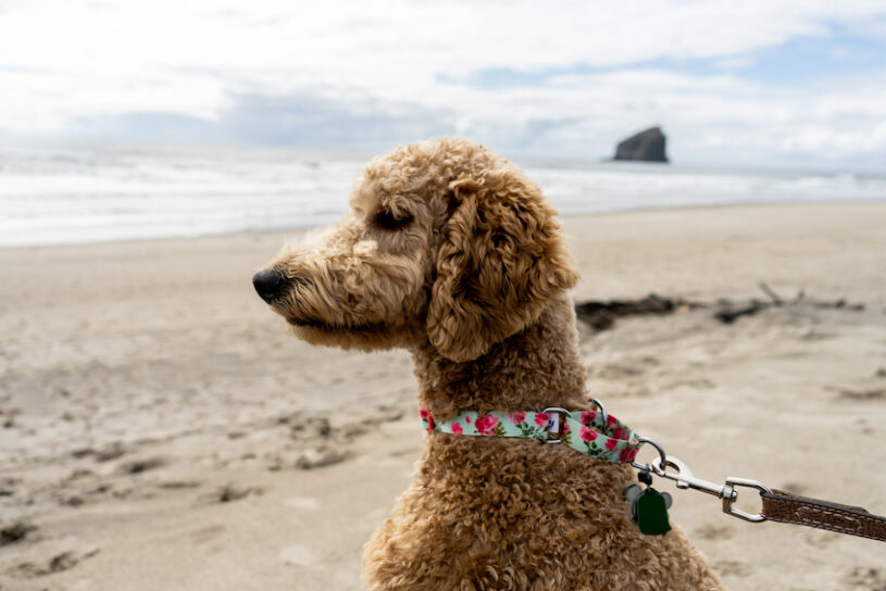 Dog on a beach